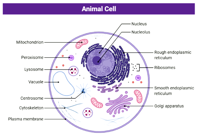 Animal Cell- Definition, Structure, Parts, and Functions