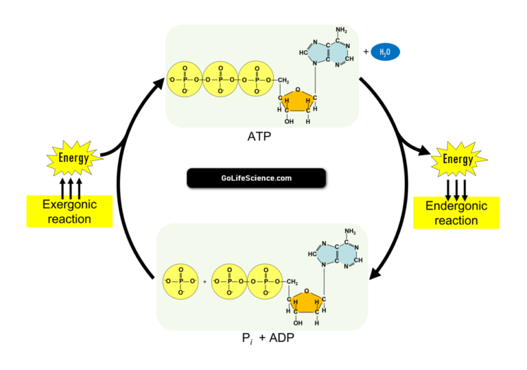 ATP cycle: Structure and role of ATP in biochemical reactions