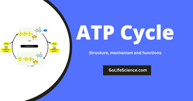 ATP cycle: Structure and role of ATP in biochemical reactions