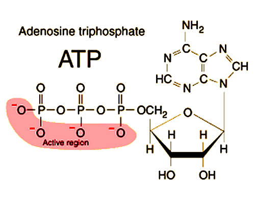 structure of atp