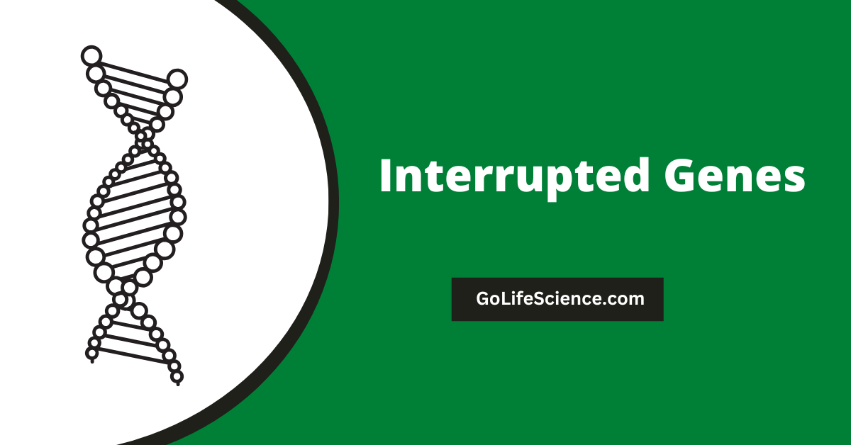 Interrupted Genes: Types, Formation, and Impact on Disease Interrupted genes