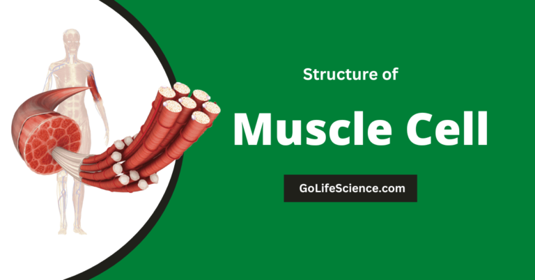 Structure of Muscle: Types, Contraction, and Functions