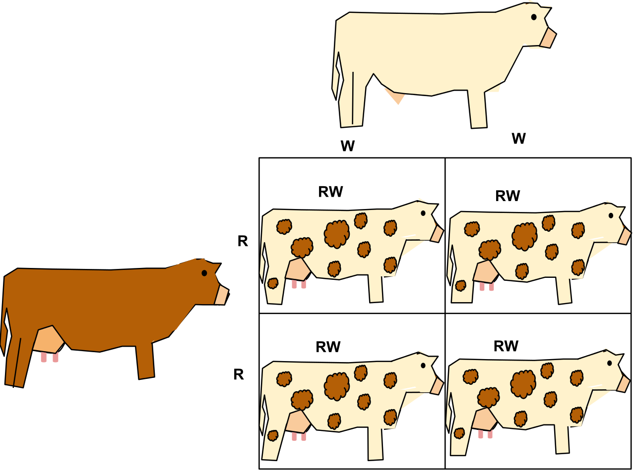 codominance-allele-phenotype-gene-cattle