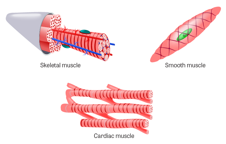 types of muscle 