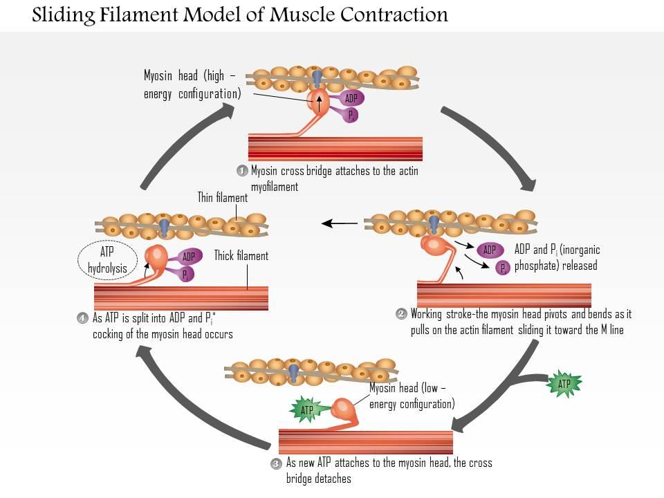 sliding filament model of muscle contration