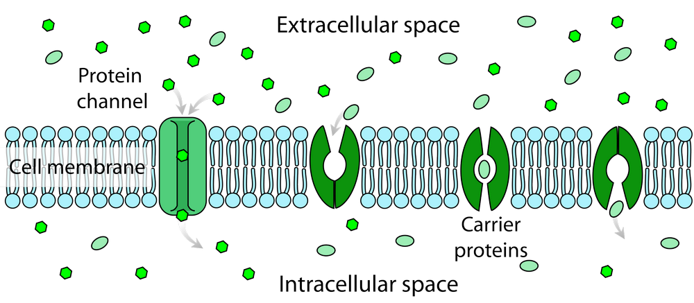 Membrane Protein Diffusion and Its Types Modes of Membrane Protein Diffusion