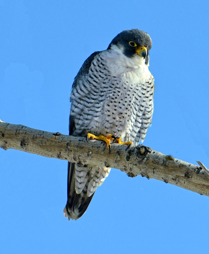 Top 10 Fastest Flying Birds in the World (Science Explorer)