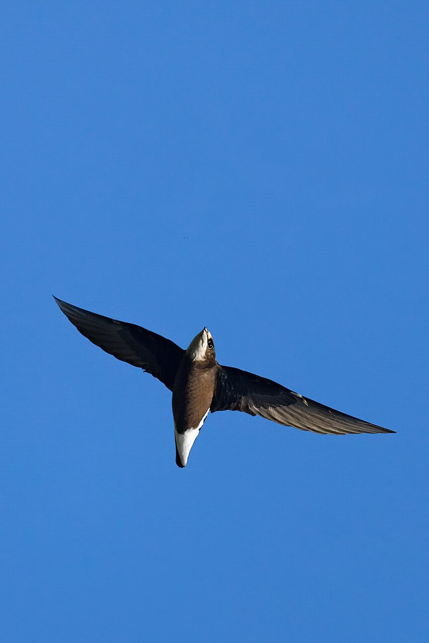 Top 10 Fastest Flying Birds In The World (Science Explorer)