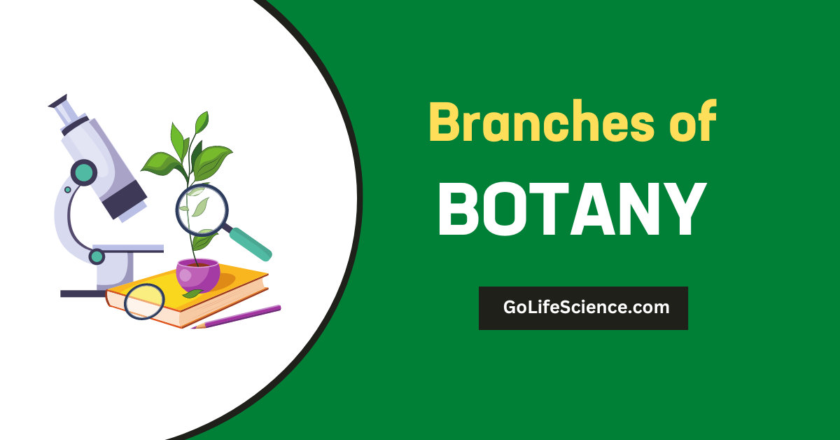 What are the branches of botany? Branches of Botany