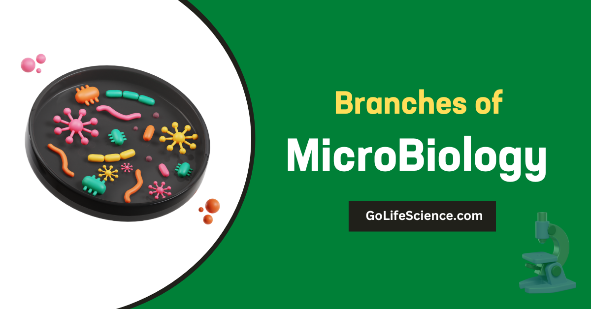 Branches of Microbiology: A Comprehensive Guide Branches of Microbiology
