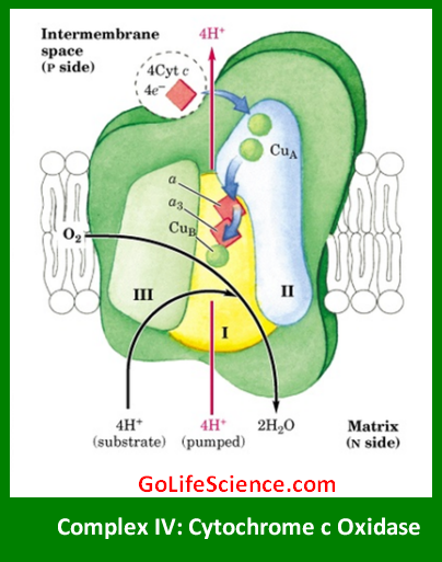 Oxidative Phosphorylation: The Powerhouse of Cellular Energy Production Complex IV Cytochrome c Oxidase