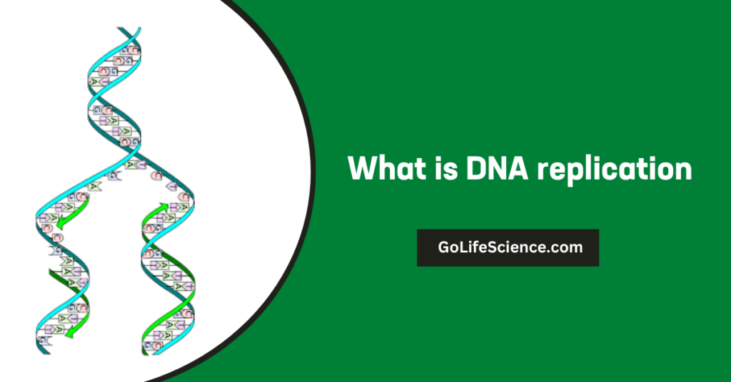 mRNA Processing in Eukaryotes: A Comprehensive Guide