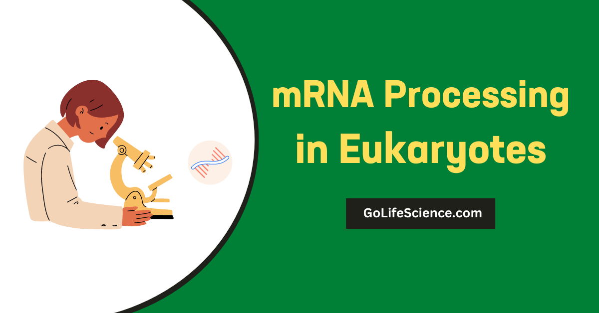 mRNA Processing in Eukaryotes: A Comprehensive Guide mRNA Processing in Eukaryotes
