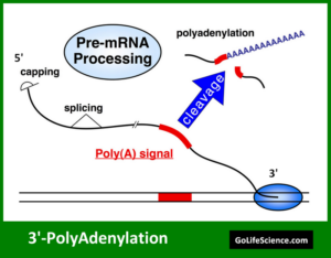 mRNA Processing in Eukaryotes: A Comprehensive Guide