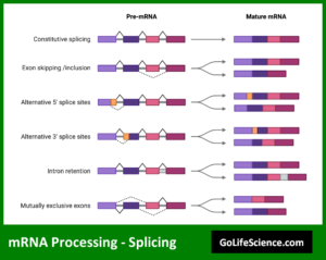 mRNA Processing in Eukaryotes: A Comprehensive Guide