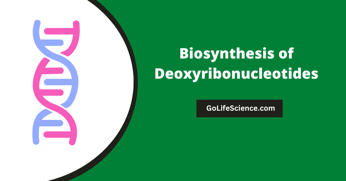 BioSynthesis of Deoxyribonucleotides: A Comprehensive Guide BioSynthesis of Deoxyribonucleotides: A Comprehensive Guide