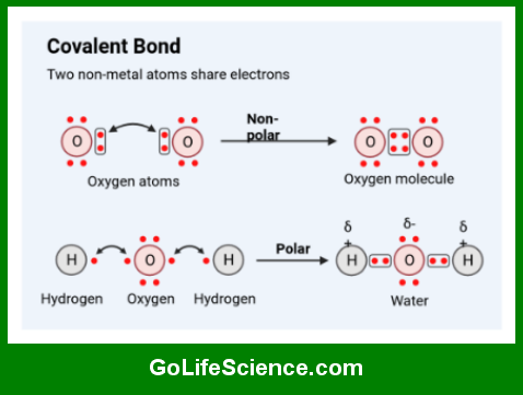 Chemical Bonding: The Foundation of Life Sciences Covalent bond
