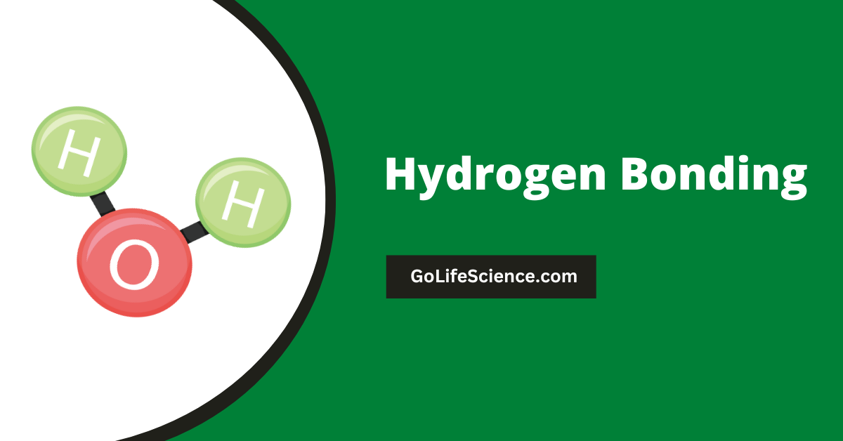 Hydrogen Bonding: The Invisible Force Shaping Life Hydrogen Bonding