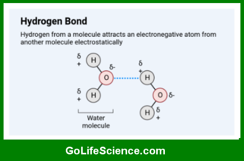 Hydrogen Bonding: The Invisible Force Shaping Life Hydrogen bond