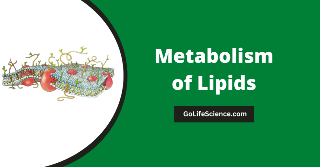 Metabolism of Lipids: A Comprehensive Guide Metabolism of Lipids