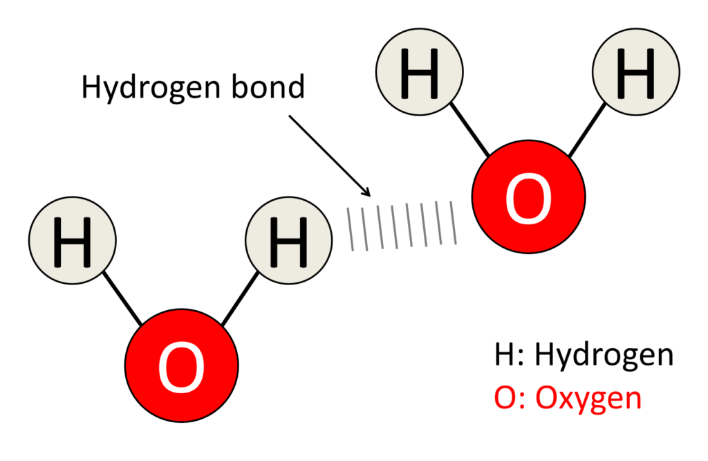 Hydrogen Bonding: The Invisible Force Shaping Life hydrogen bond in water
