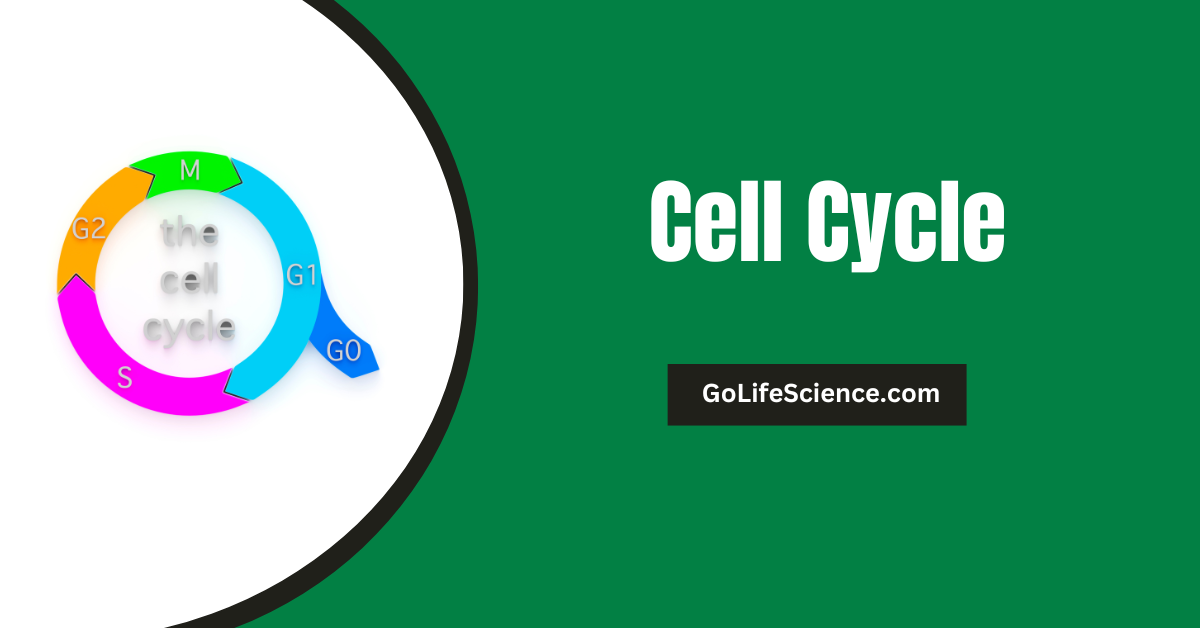 Cell Cycle Explained: Phases, Regulation, and Importance Cell Cycle