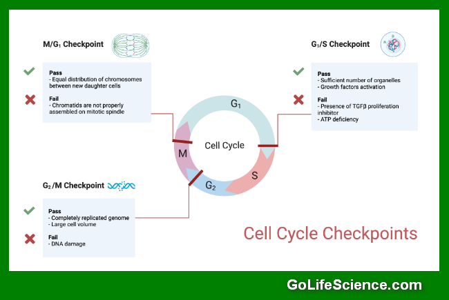 Cell Cycle Explained: Phases, Regulation, and Importance Cell cycle checkpoints