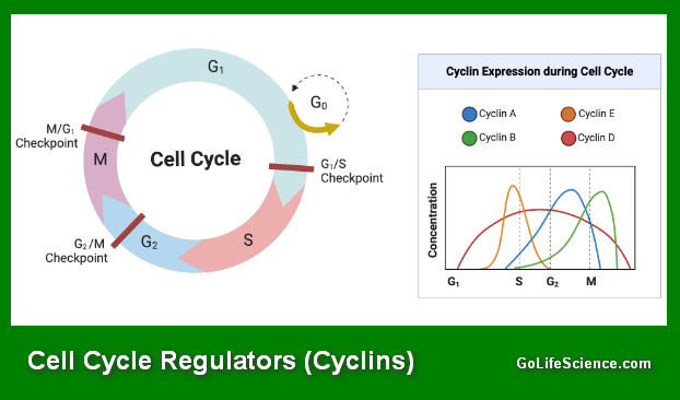 Cell Cycle Explained: Phases, Regulation, and Importance Cell cycle regulators