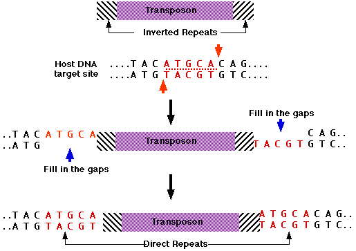 Transposons: The Jumping Genes in Genetics Class II Transposons