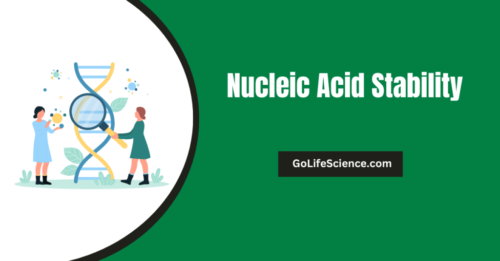 Nucleic Acid Stability