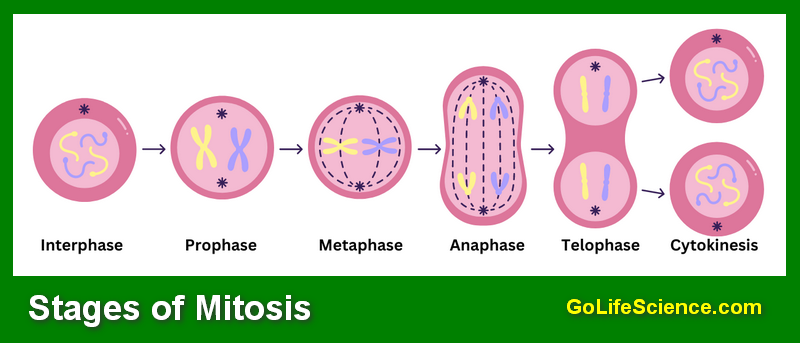Cell Cycle Explained: Phases, Regulation, and Importance Stages of Mitosis