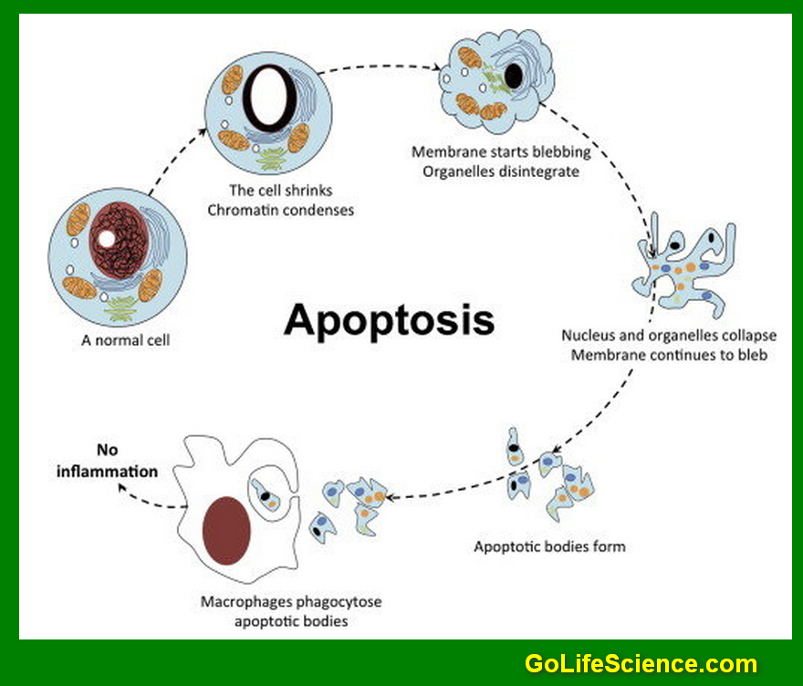 Cell Cycle Explained: Phases, Regulation, and Importance apoptosis