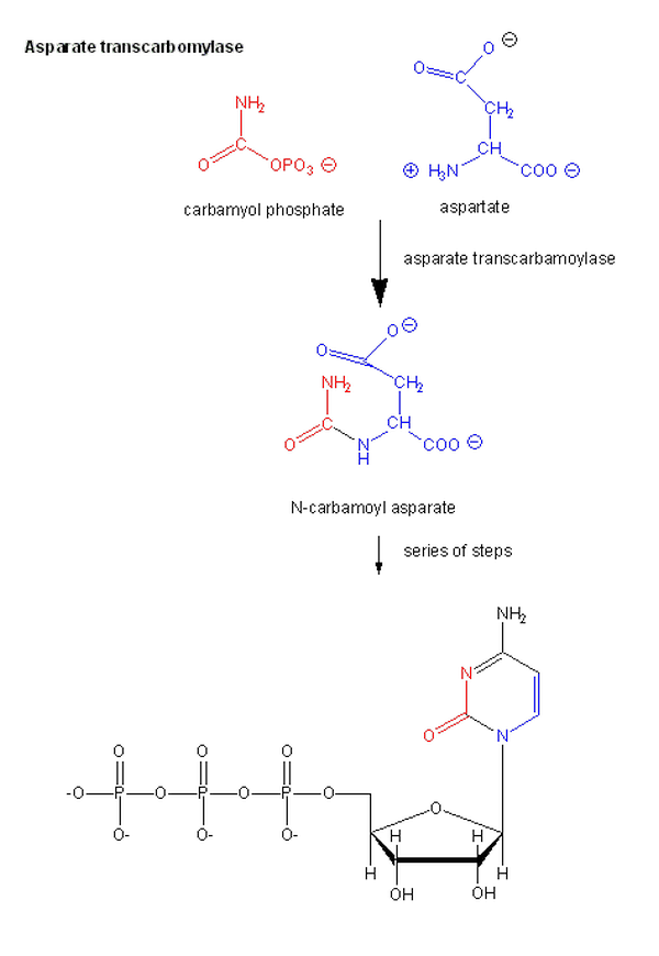 Aspartate Transcarbamoylase (ATCase)
