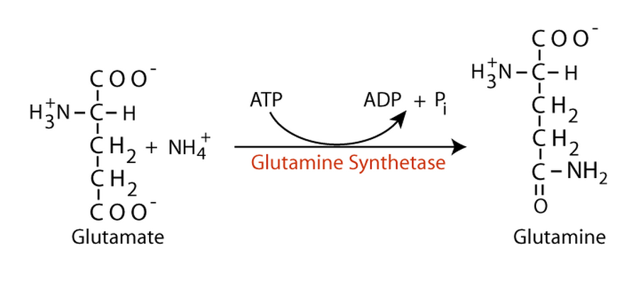 Glutamine Synthetase