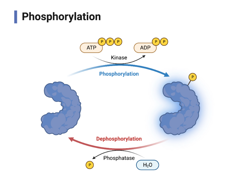 Phosphofructokinase-1 (PFK-1)