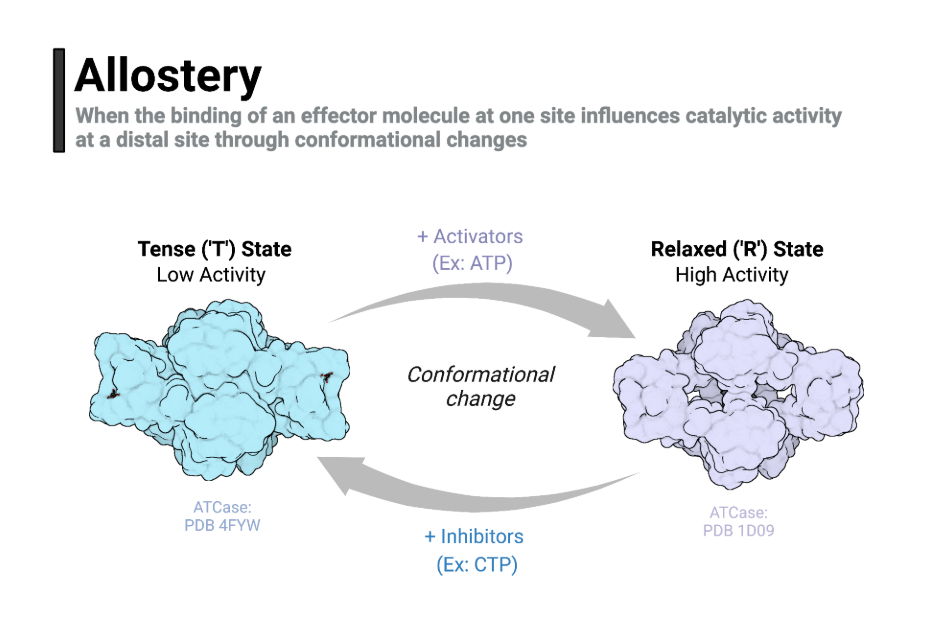 Allosteric Enzymes: Mechanisms, Models, and Applications in Modern Biology