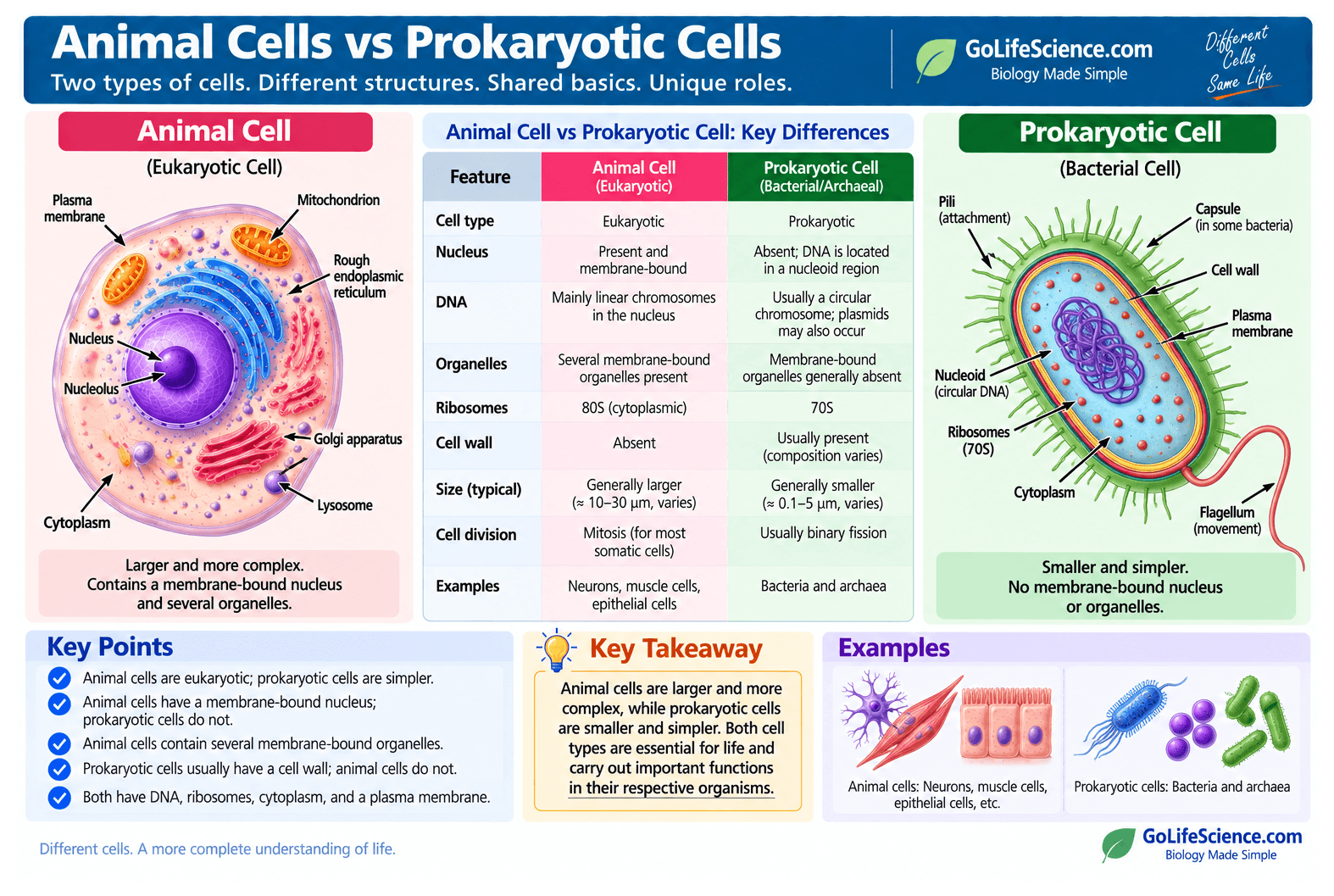 Animal Cell: Definition, Structure, Parts, Functions, Labeled Diagram Animal cells vs Prokaryotic Cells