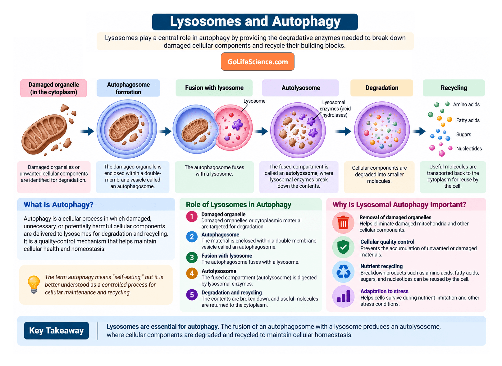 Lysosomes and autophagy diagram