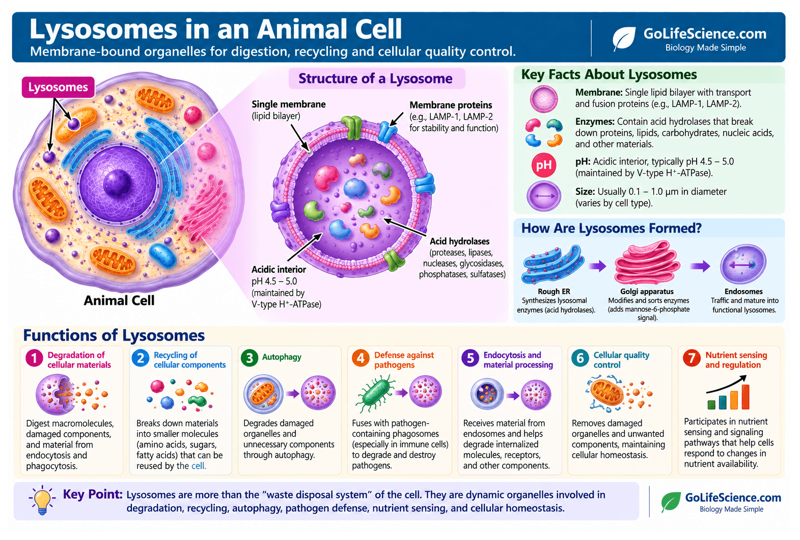 Animal Cell: Definition, Structure, Parts, Functions, Labeled Diagram Lysosomes in an animal cell