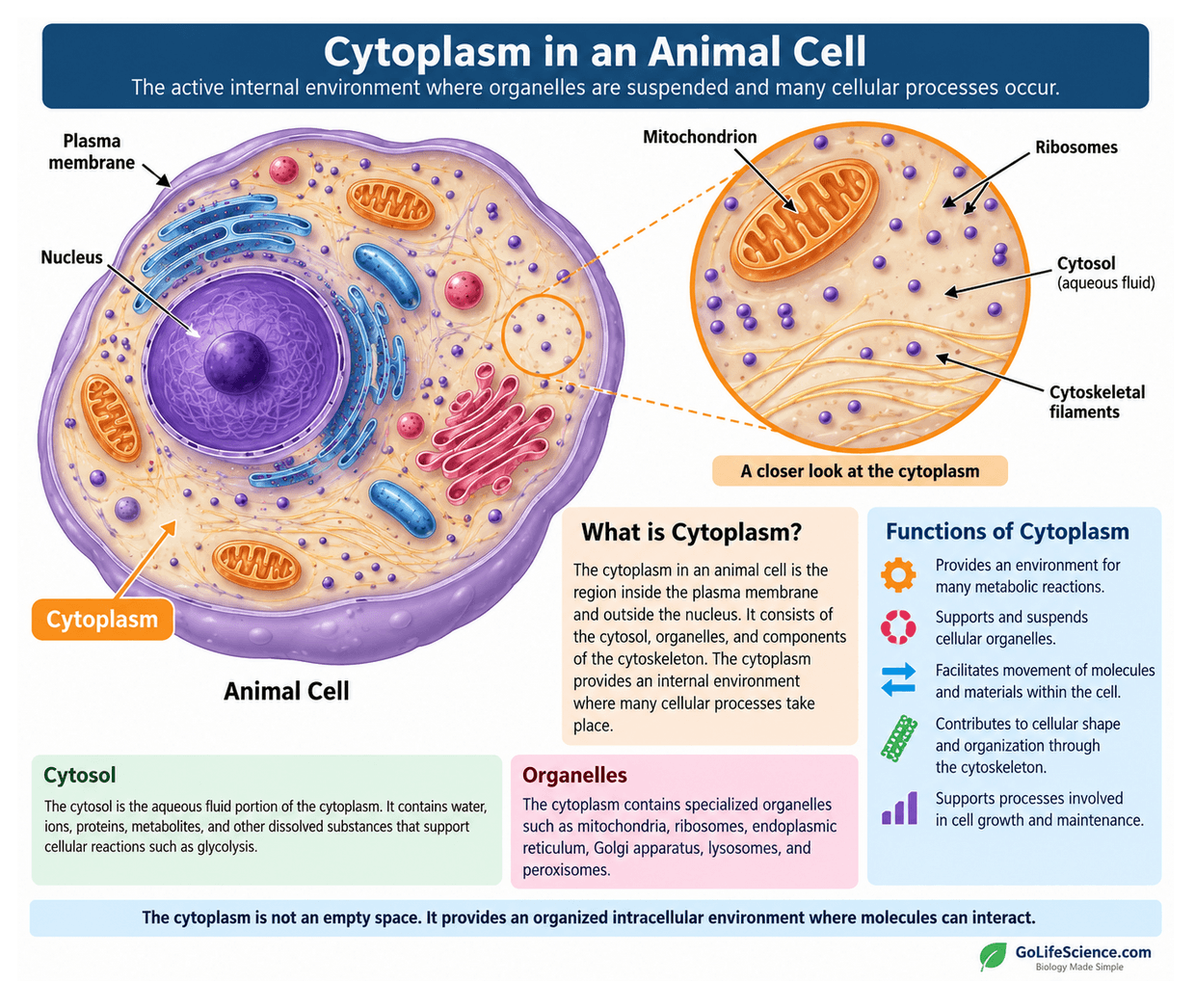 Animal Cells: Structure, Parts, Functions, Types & Labeled Diagram Cytoplasm in an Animal Cell