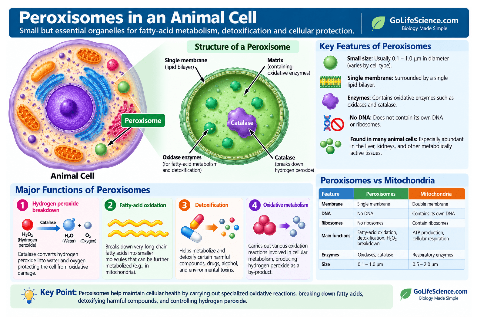 Animal Cell: Definition, Structure, Parts, Functions, Labeled Diagram peroxisomes in an animal cell