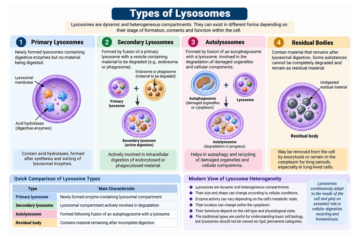 Types of lysosomes diagram